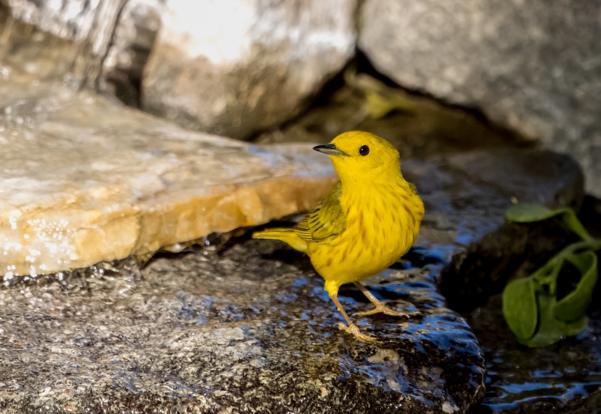 Yellow Warbler - ML620460296