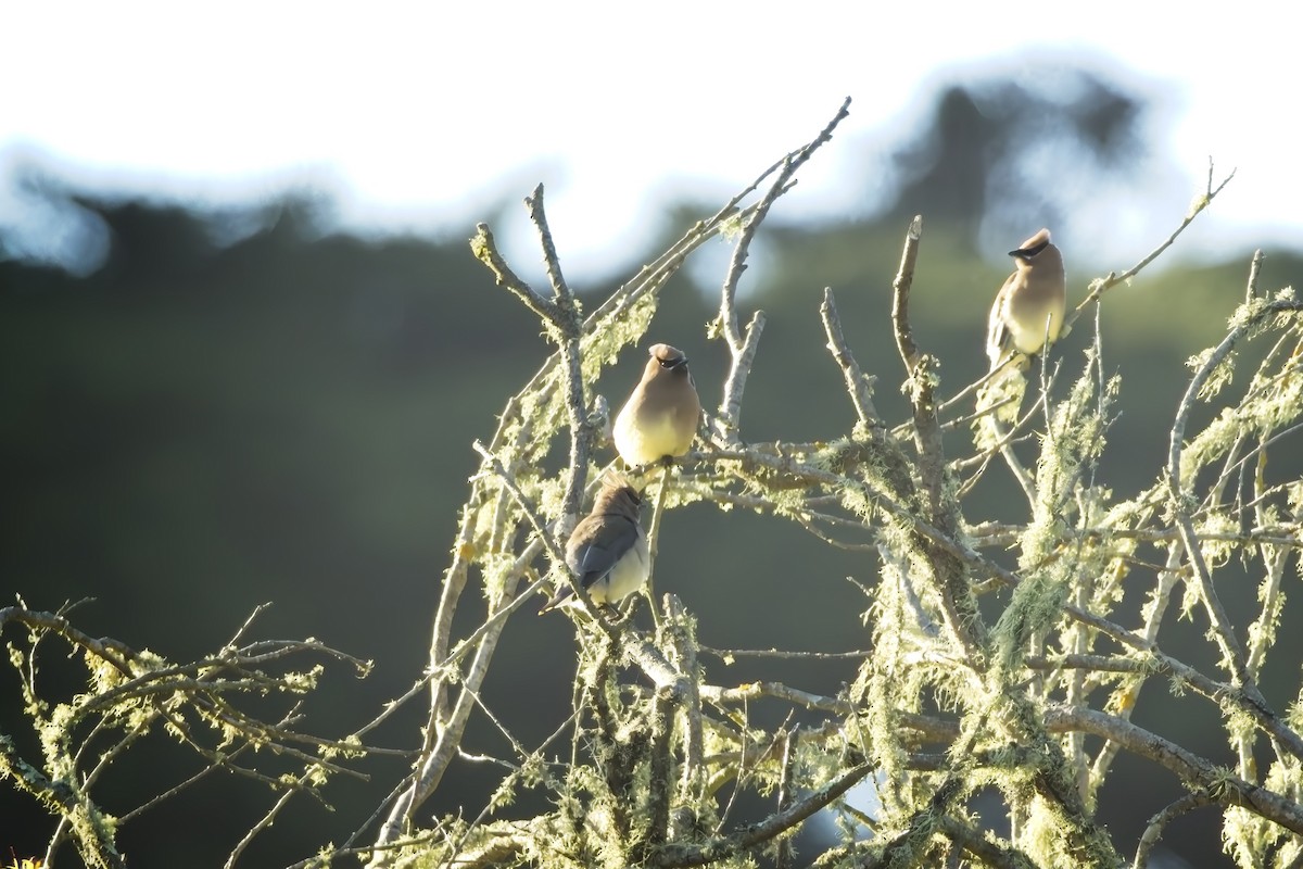 Cedar Waxwing - ML620460297