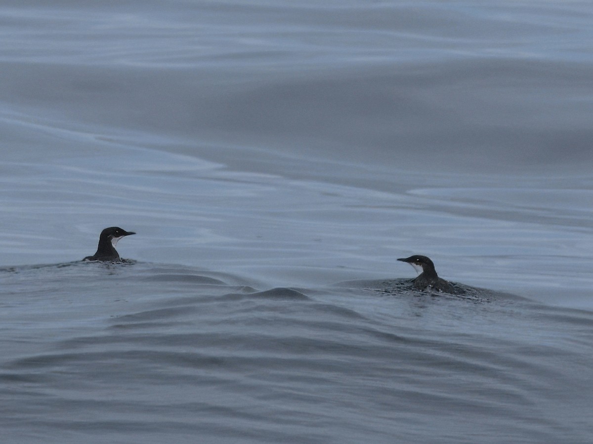 Craveri's Murrelet - ML620460301