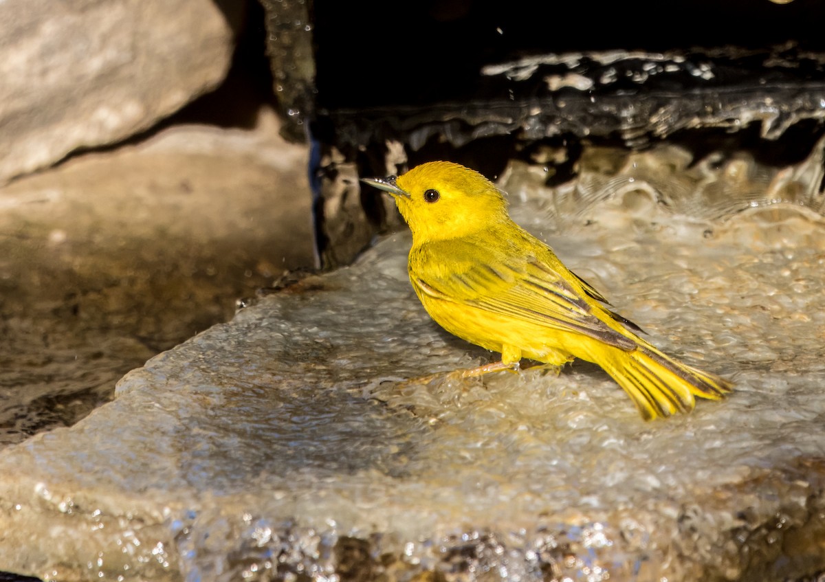 Yellow Warbler - ML620460305