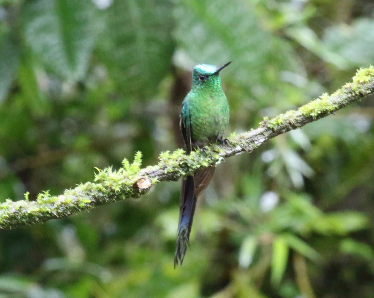 Long-tailed Sylph - ML620460306