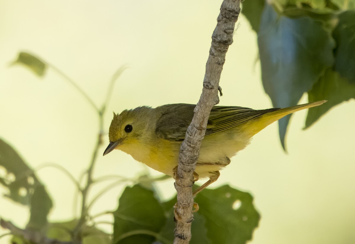 Yellow Warbler - ML620460309