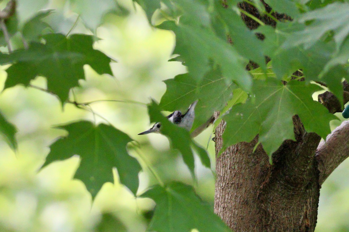 White-breasted Nuthatch - ML620460310