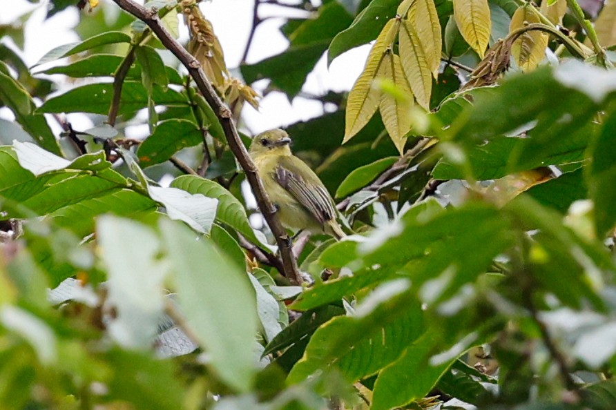 Olive-faced Flatbill - ML620460315