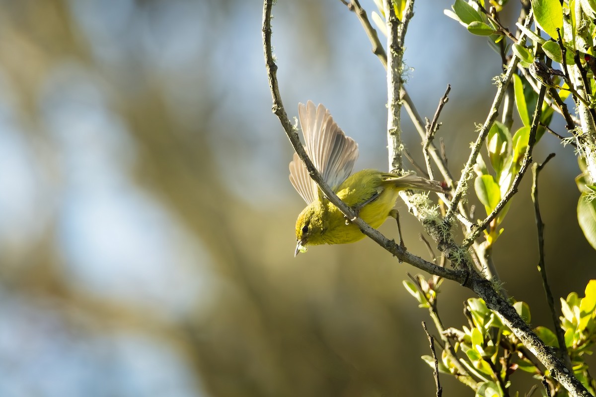 Orange-crowned Warbler - David Webster