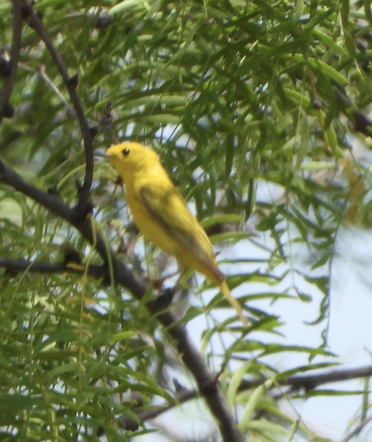 Yellow Warbler - Caley Thomas
