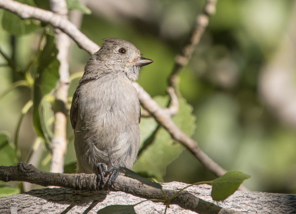 Oak Titmouse - ML620460325