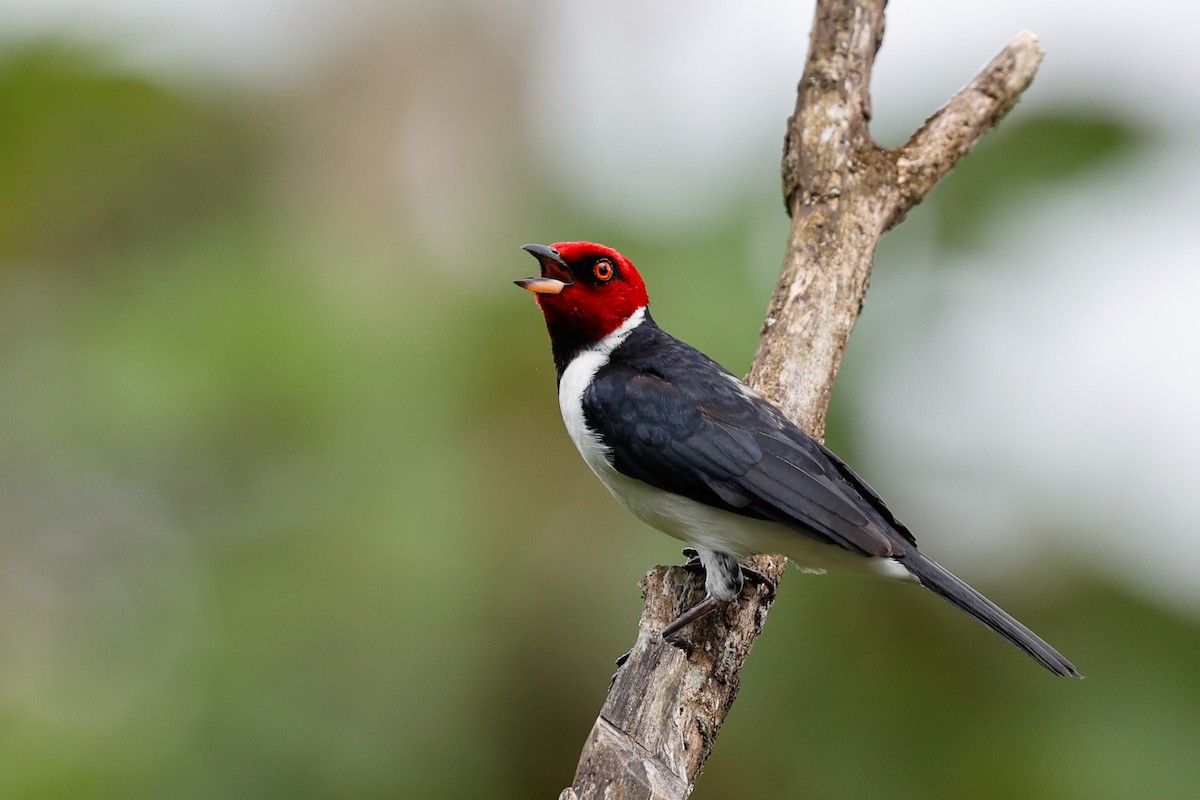 Red-capped Cardinal (Red-capped) - ML620460328