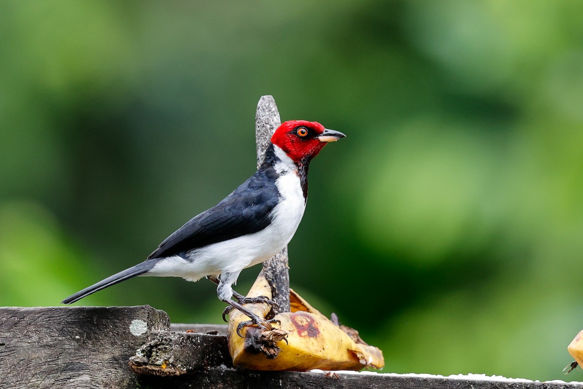Red-capped Cardinal (Red-capped) - ML620460329