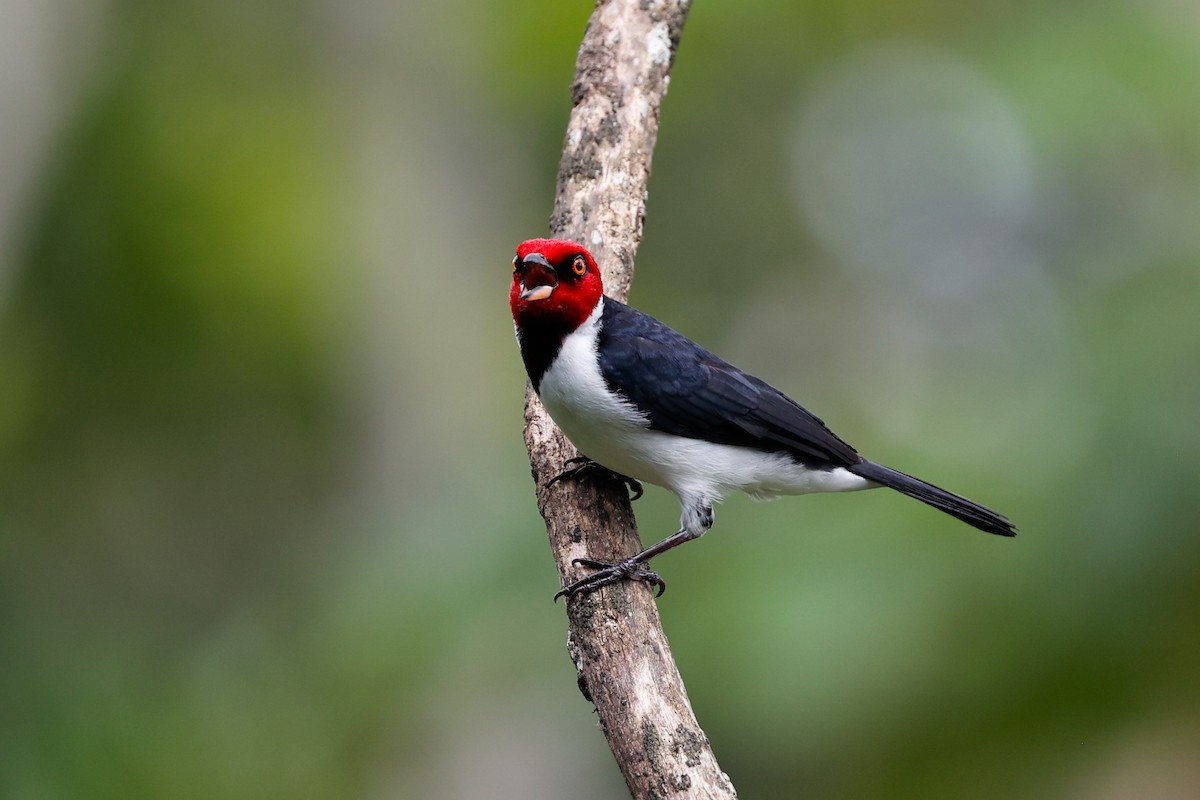 Red-capped Cardinal (Red-capped) - ML620460330