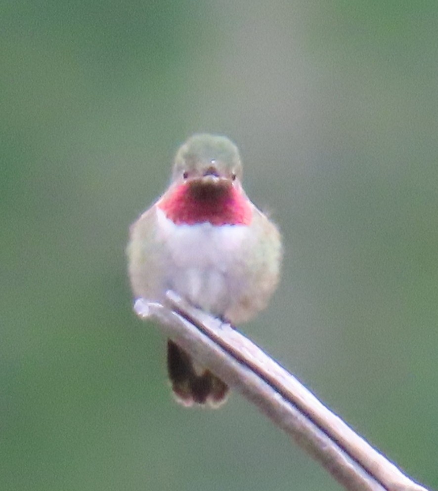 Broad-tailed Hummingbird - Catherine Hagen