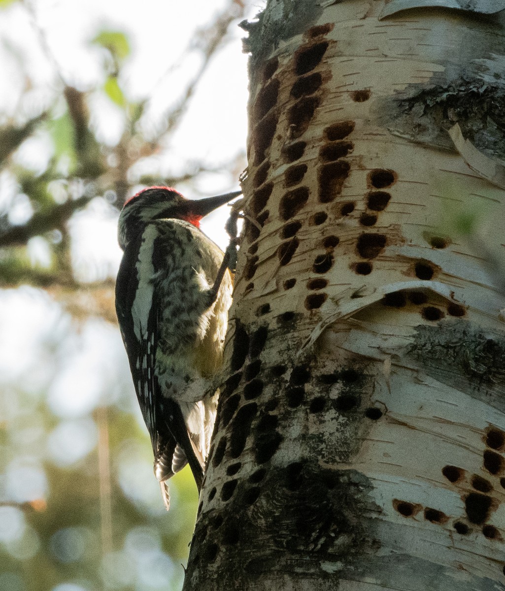 Yellow-bellied Sapsucker - ML620460335