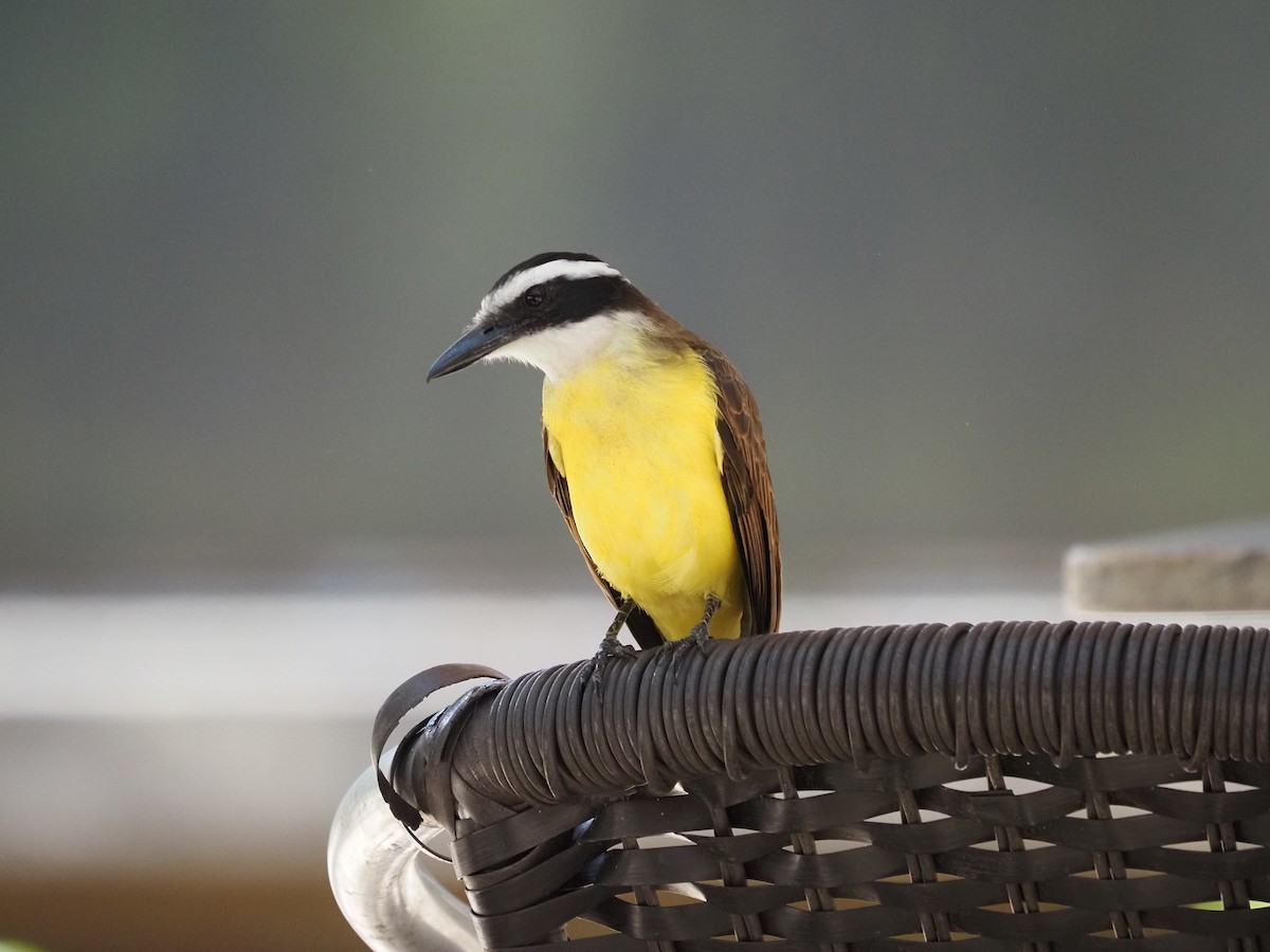 Lesser Kiskadee - ML620460344