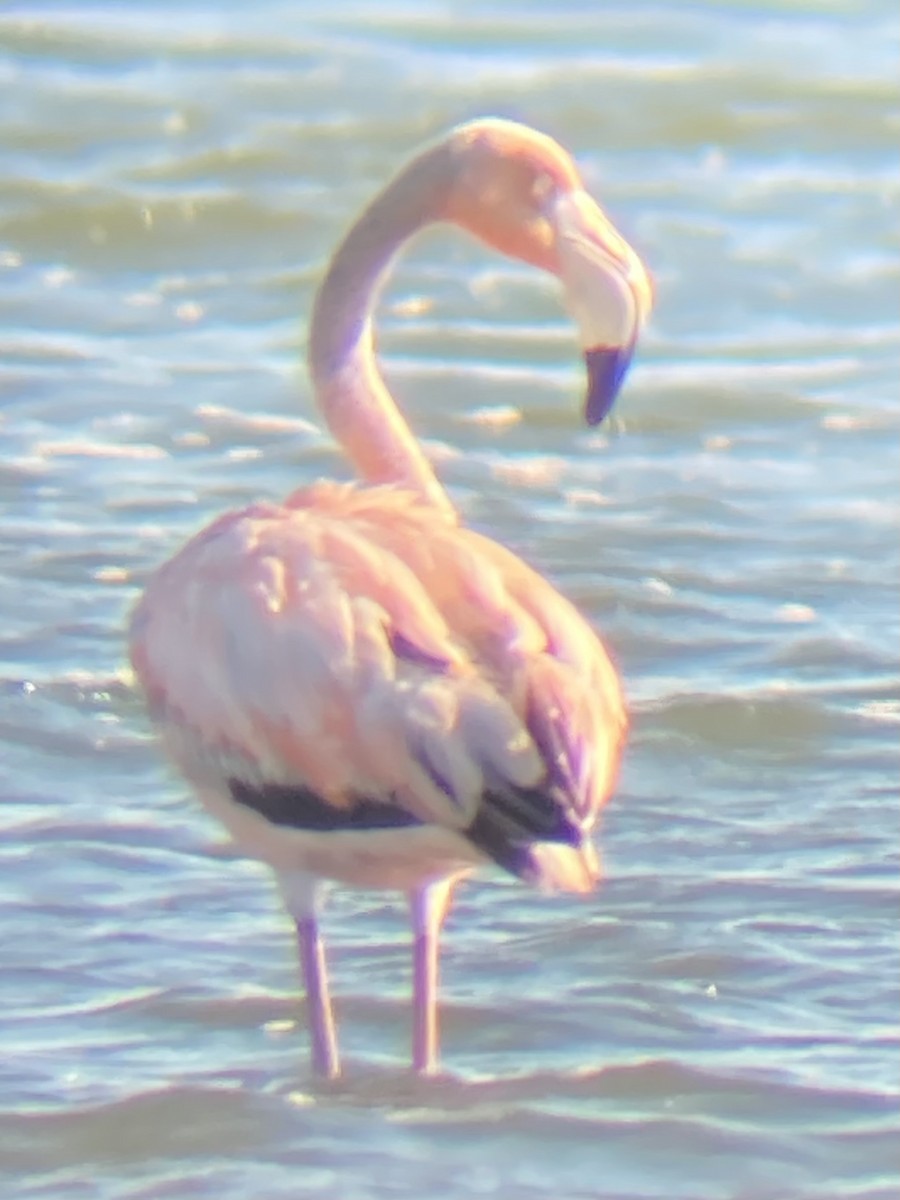 American Flamingo - ML620460346