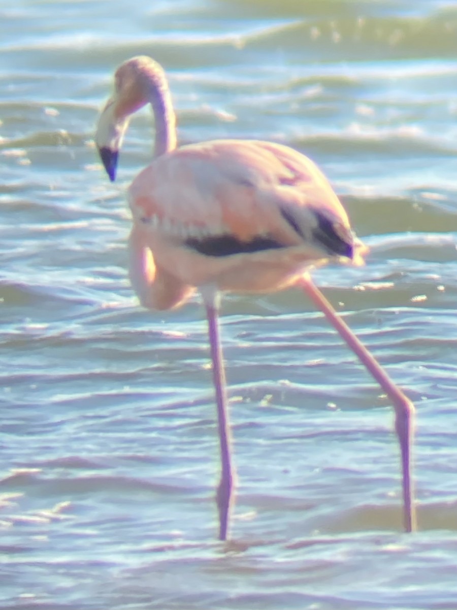 American Flamingo - ML620460348