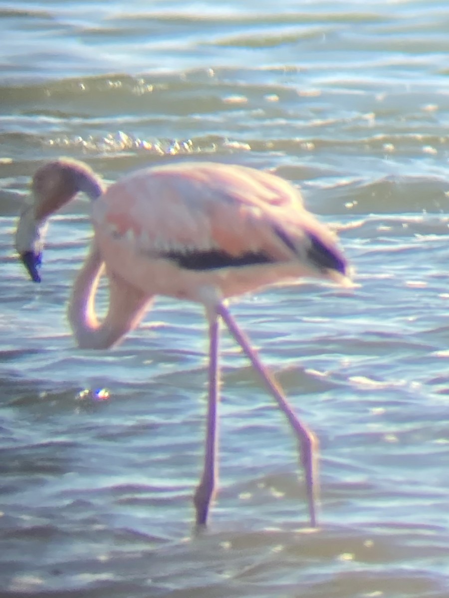 American Flamingo - ML620460349