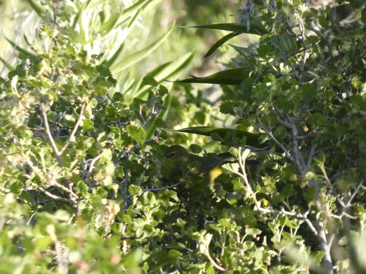 Orange-crowned Warbler - Wesley McGee