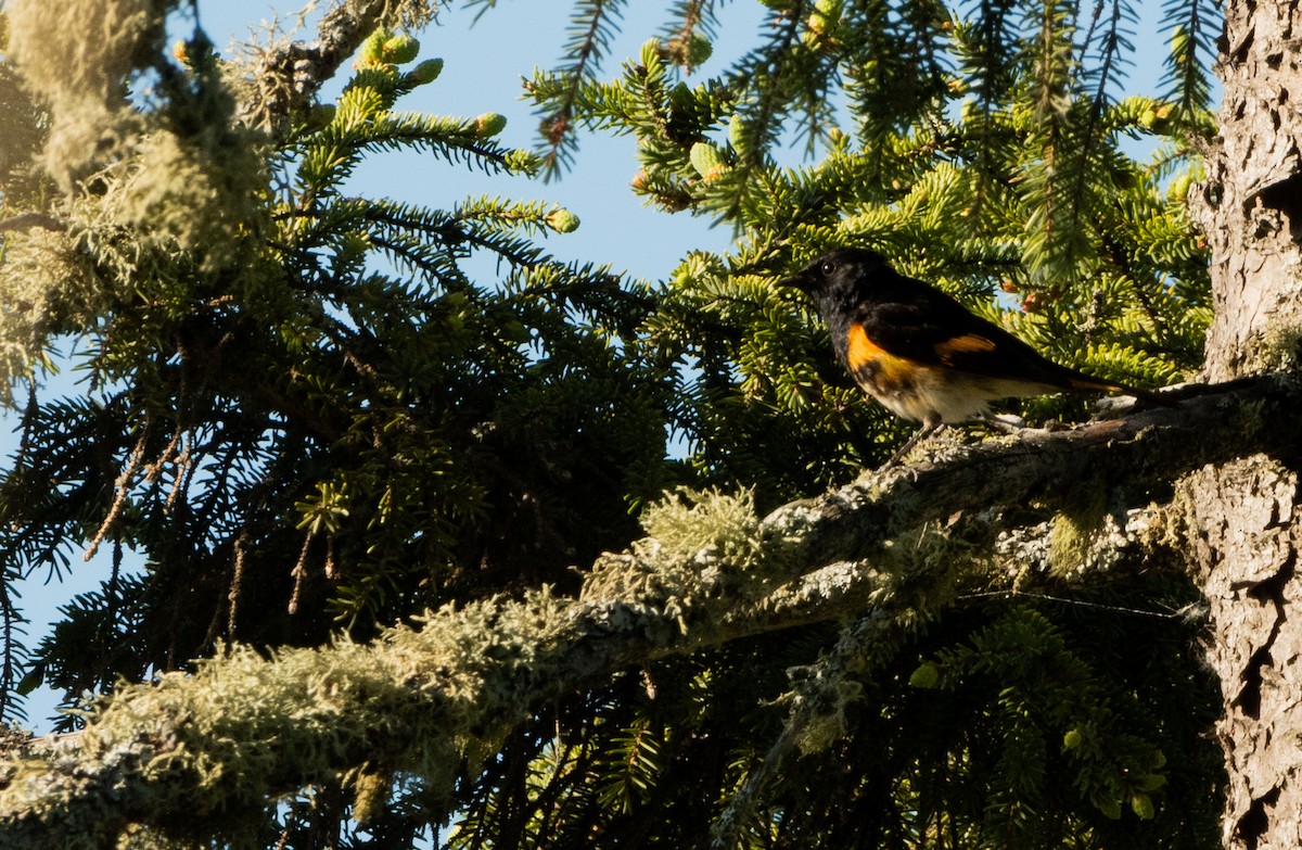 American Redstart - ML620460353