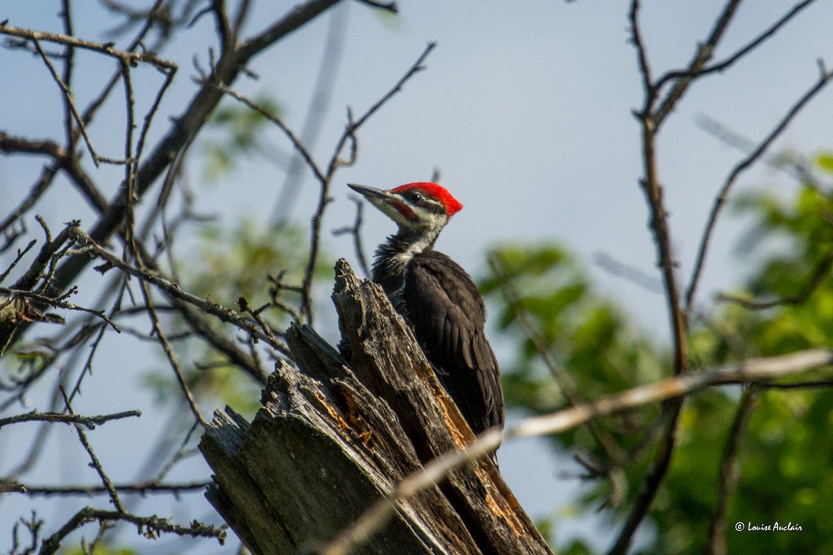 Pileated Woodpecker - ML620460357