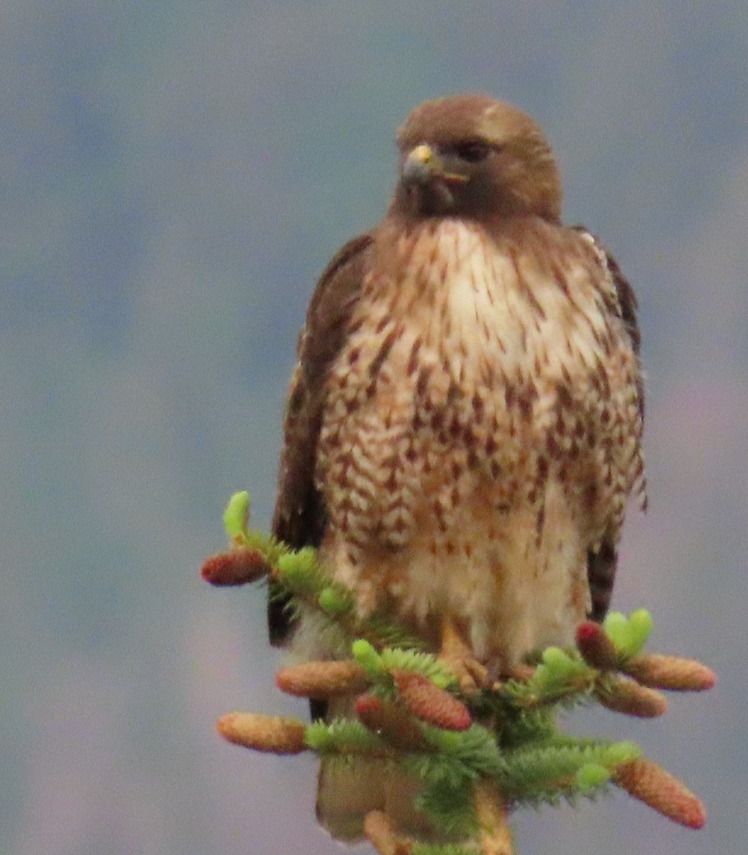 Red-tailed Hawk (calurus/alascensis) - ML620460359