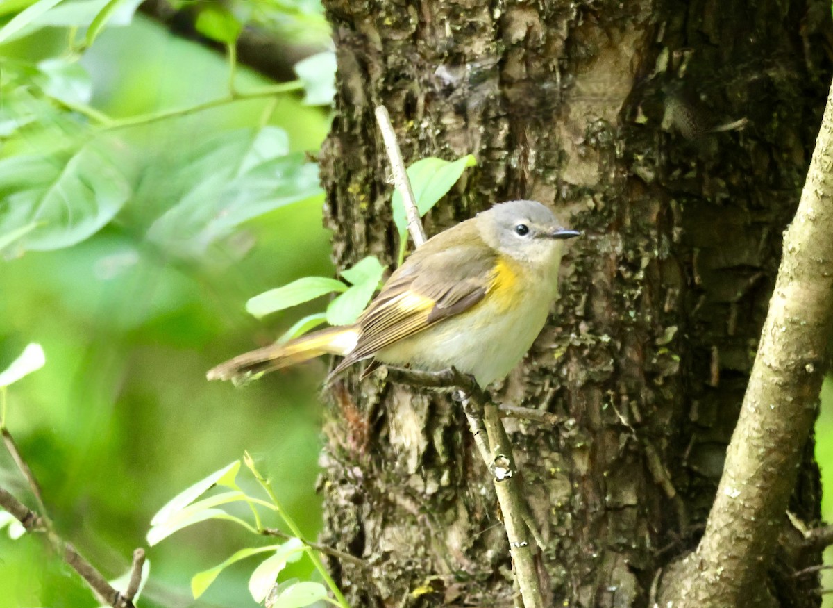 American Redstart - ML620460363