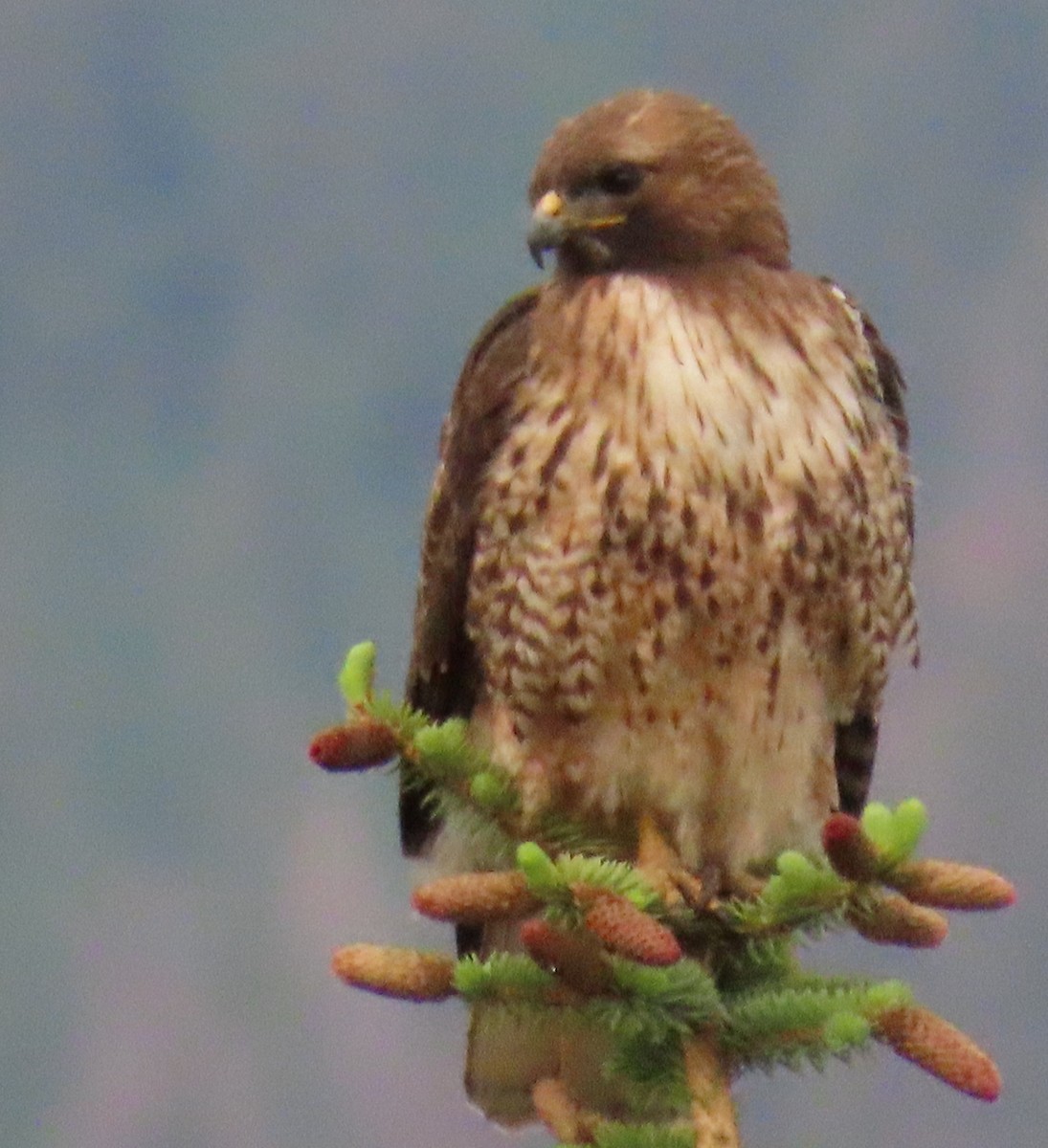 Red-tailed Hawk (calurus/alascensis) - ML620460364