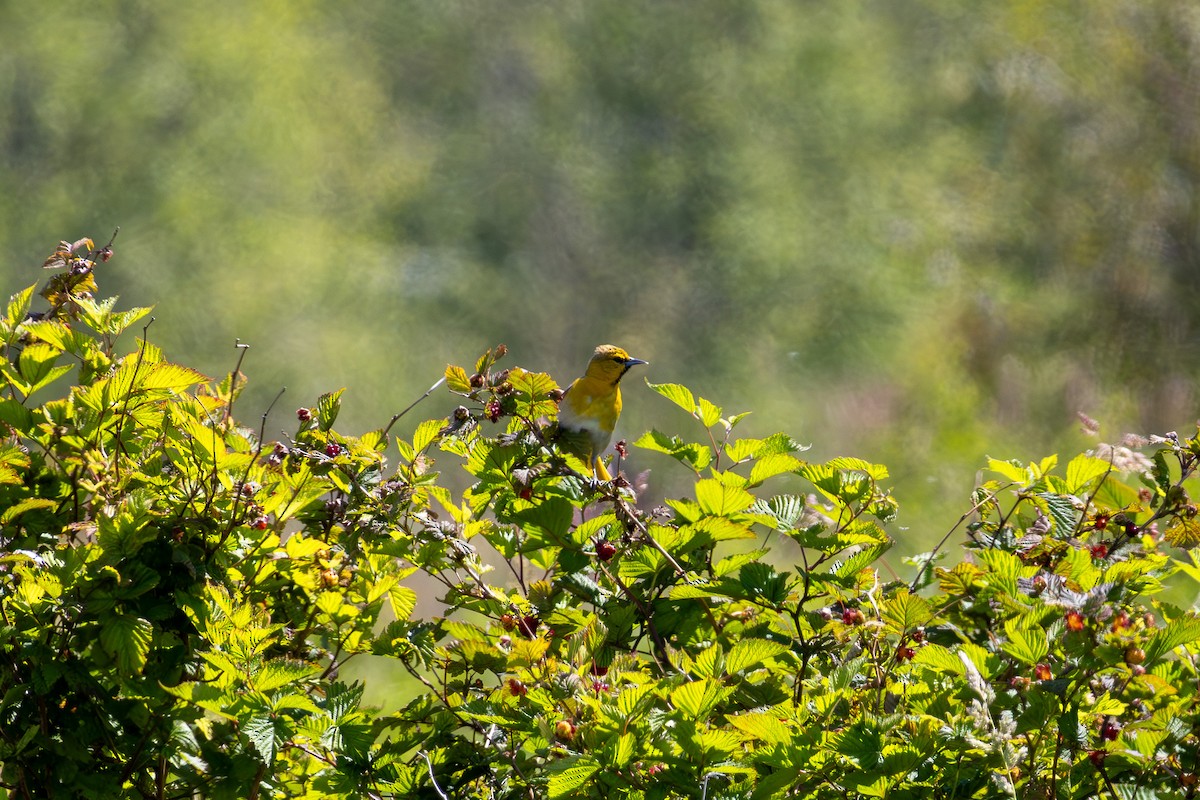 Oriole de Bullock - ML620460367