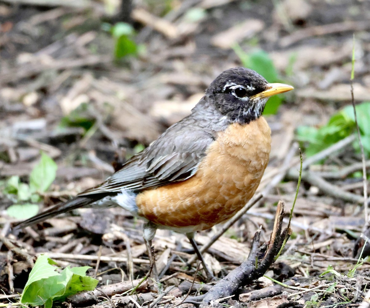 American Robin - ML620460368