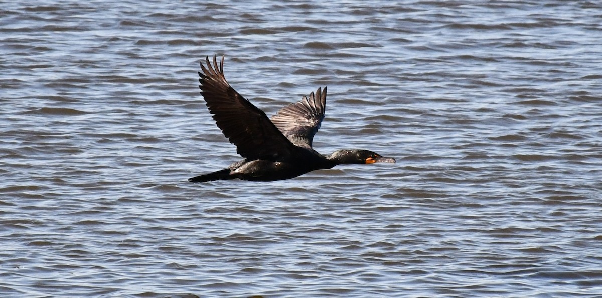 Cormorán Orejudo - ML620460369