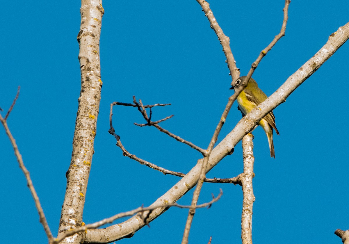 Blue-headed Vireo - ML620460372