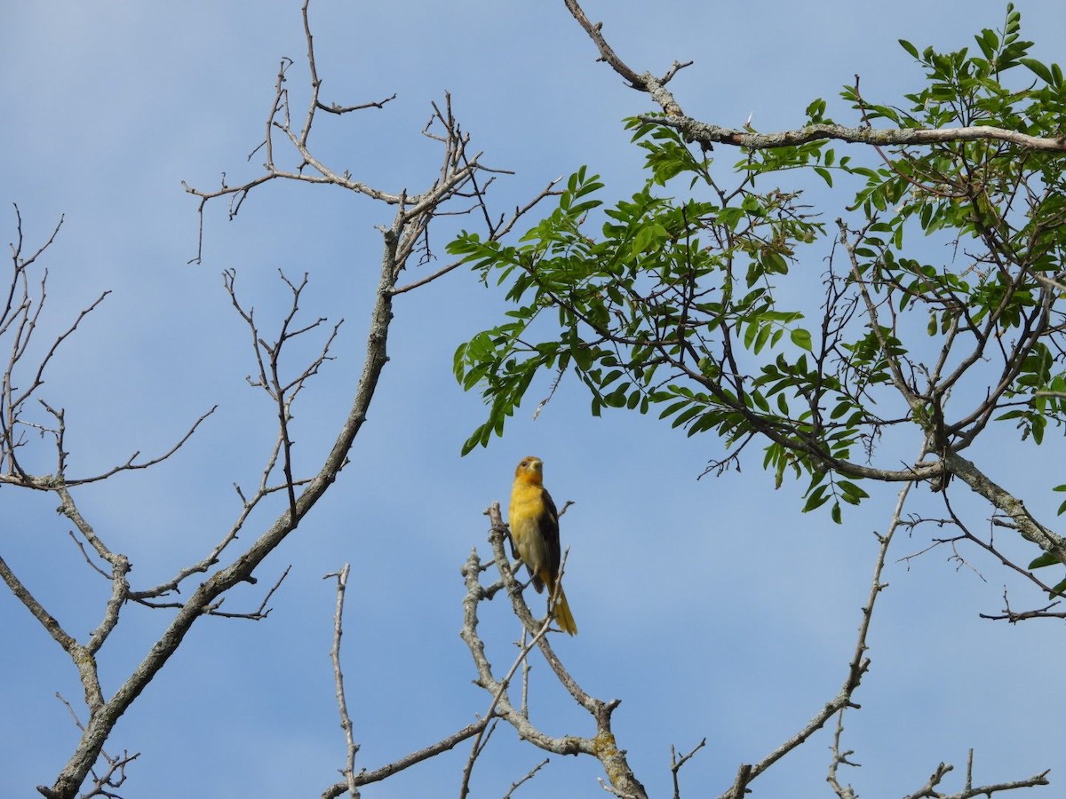 Baltimore Oriole - ML620460373