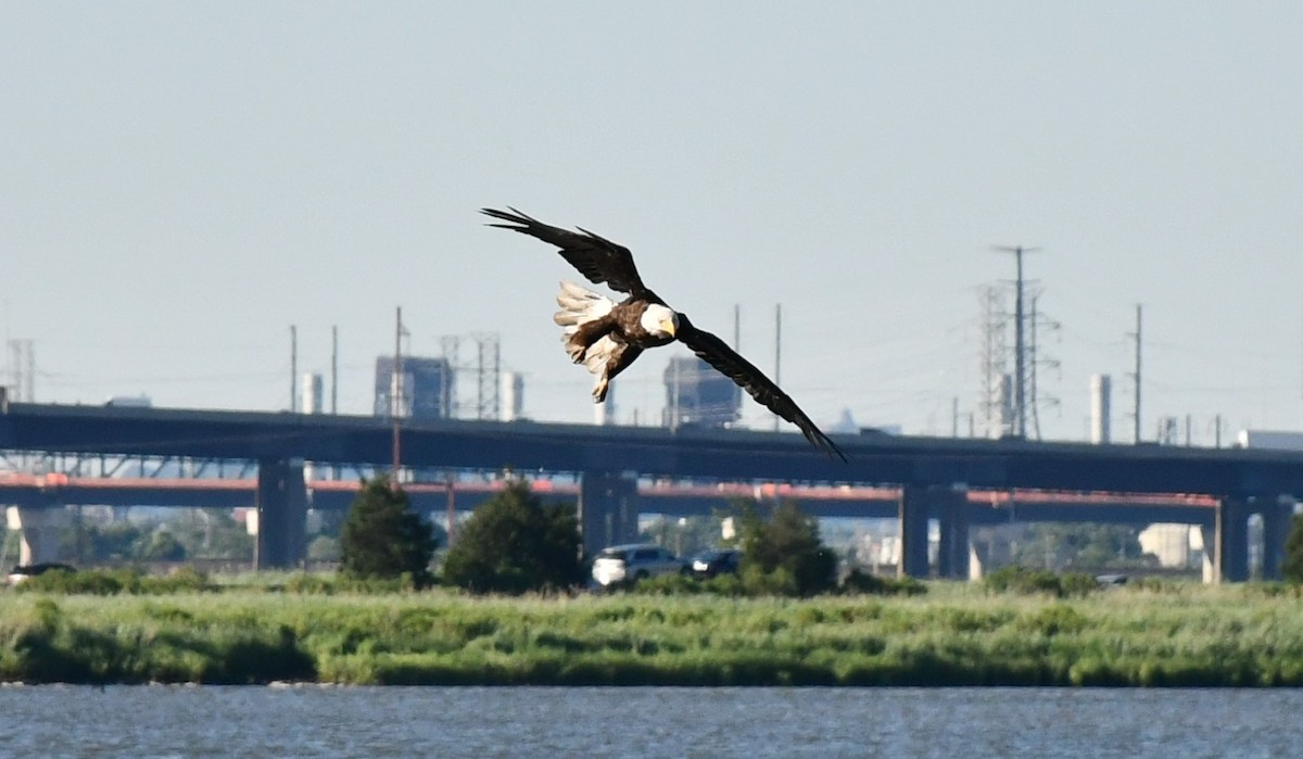 Bald Eagle - ML620460375