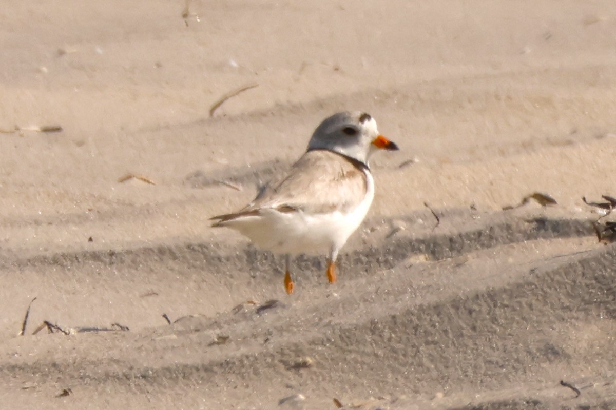 Piping Plover - ML620460378