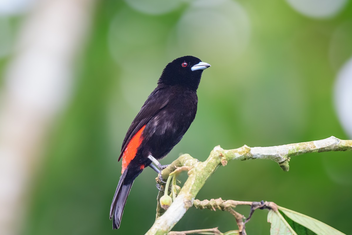 Scarlet-rumped Tanager - ML620460379