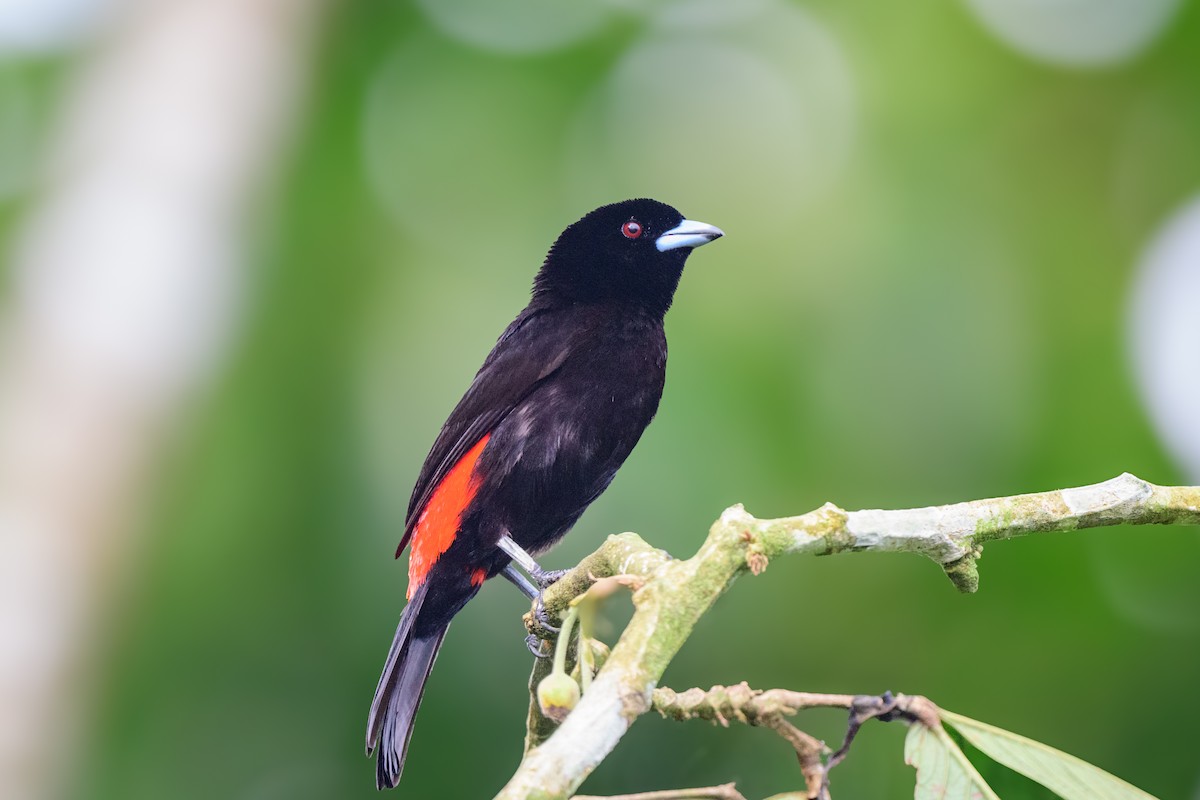 Scarlet-rumped Tanager - ML620460380