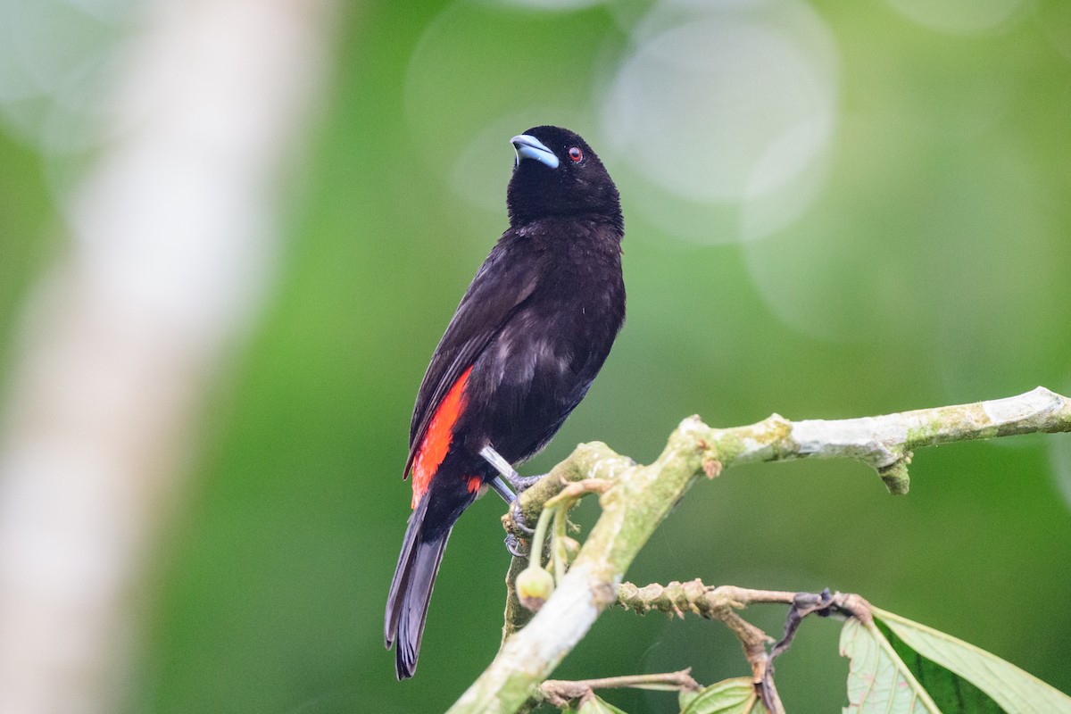 Scarlet-rumped Tanager - ML620460381