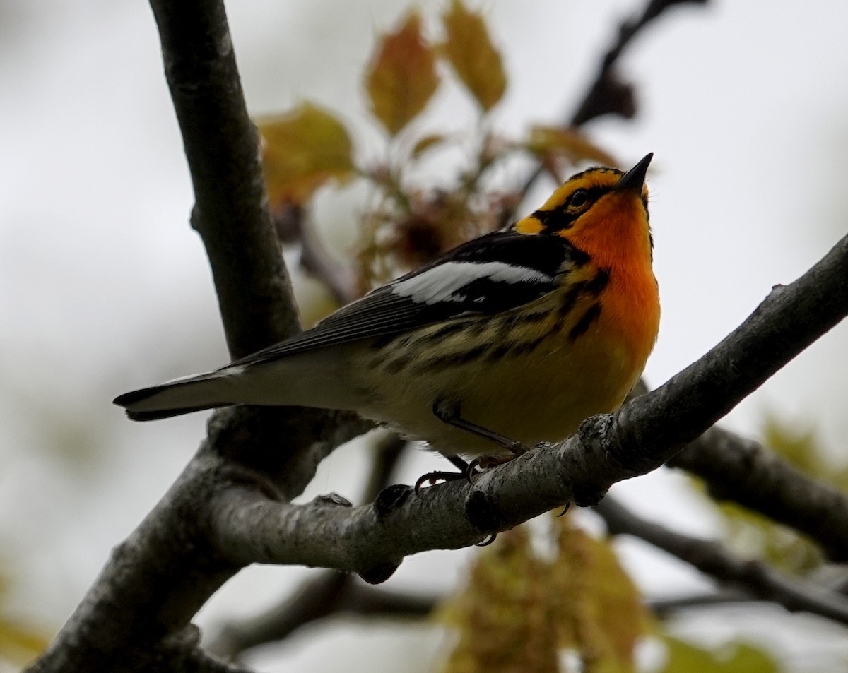 Blackburnian Warbler - ML620460383