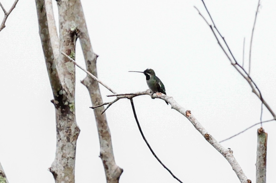 Long-billed Starthroat - ML620460385