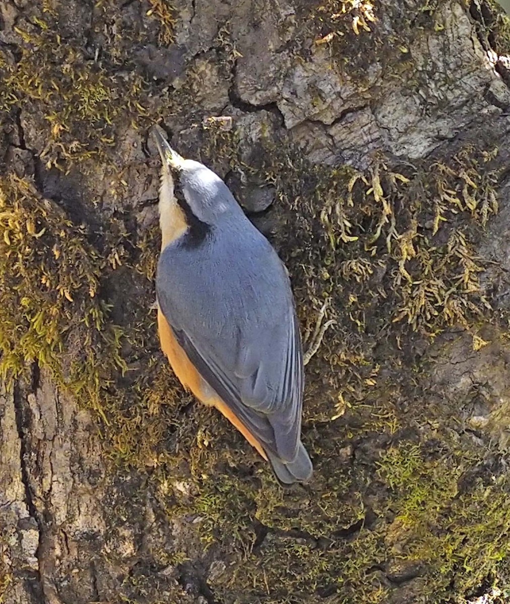 White-tailed Nuthatch - ML620460393