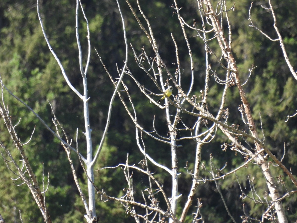 Western Kingbird - ML620460399