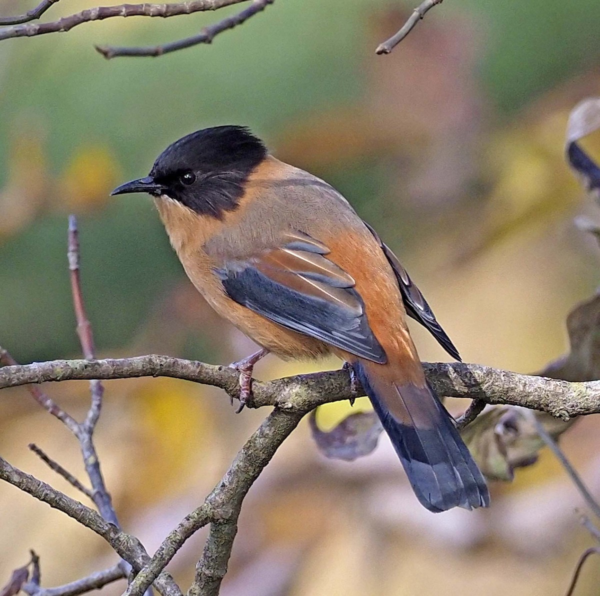 Rufous Sibia - ML620460400