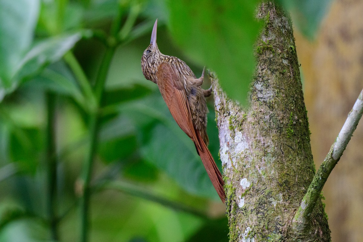 Streak-headed Woodcreeper - ML620460403