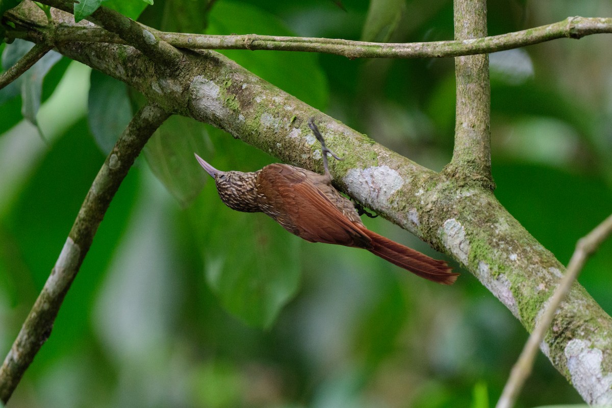 Streak-headed Woodcreeper - ML620460404