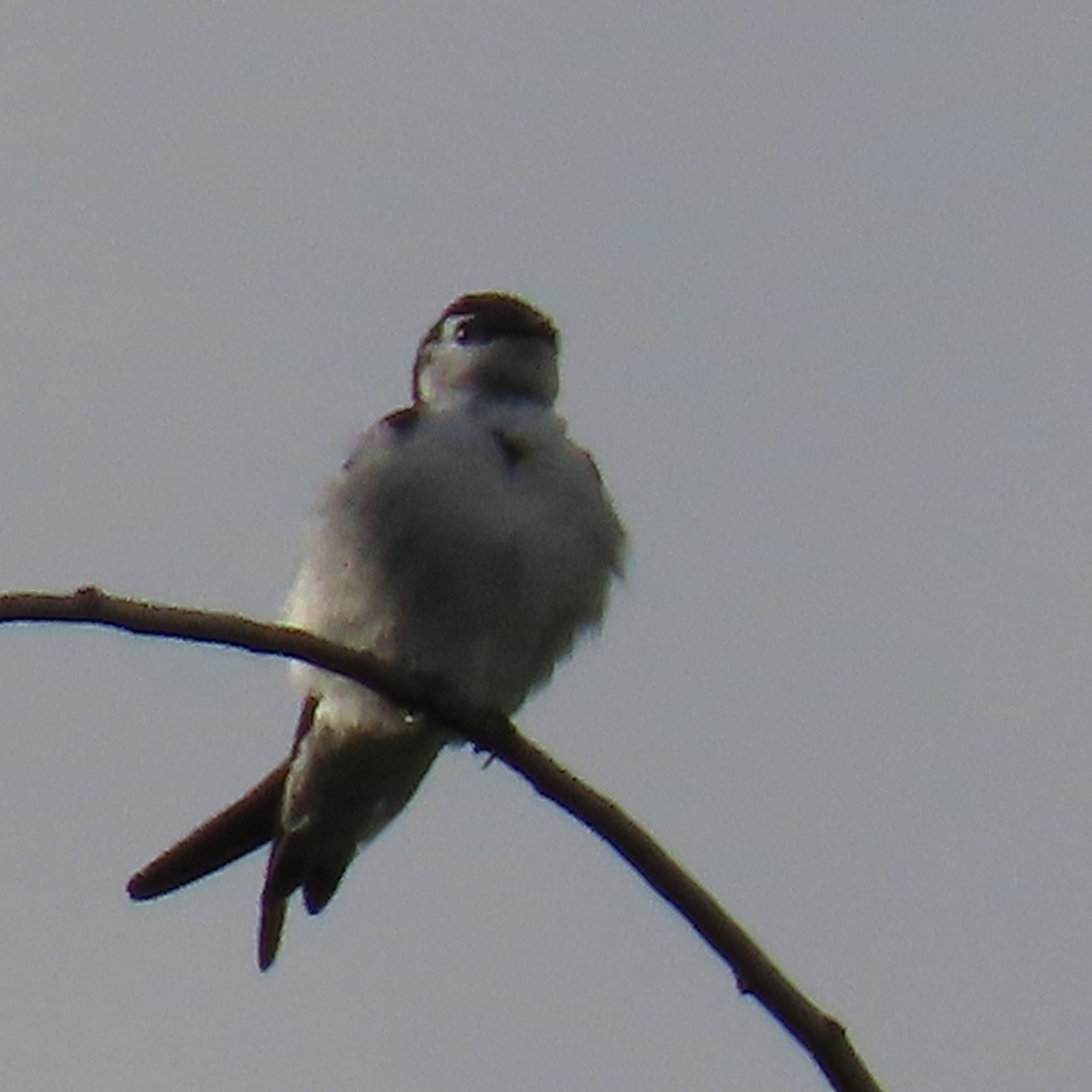 Violet-green Swallow - ML620460411