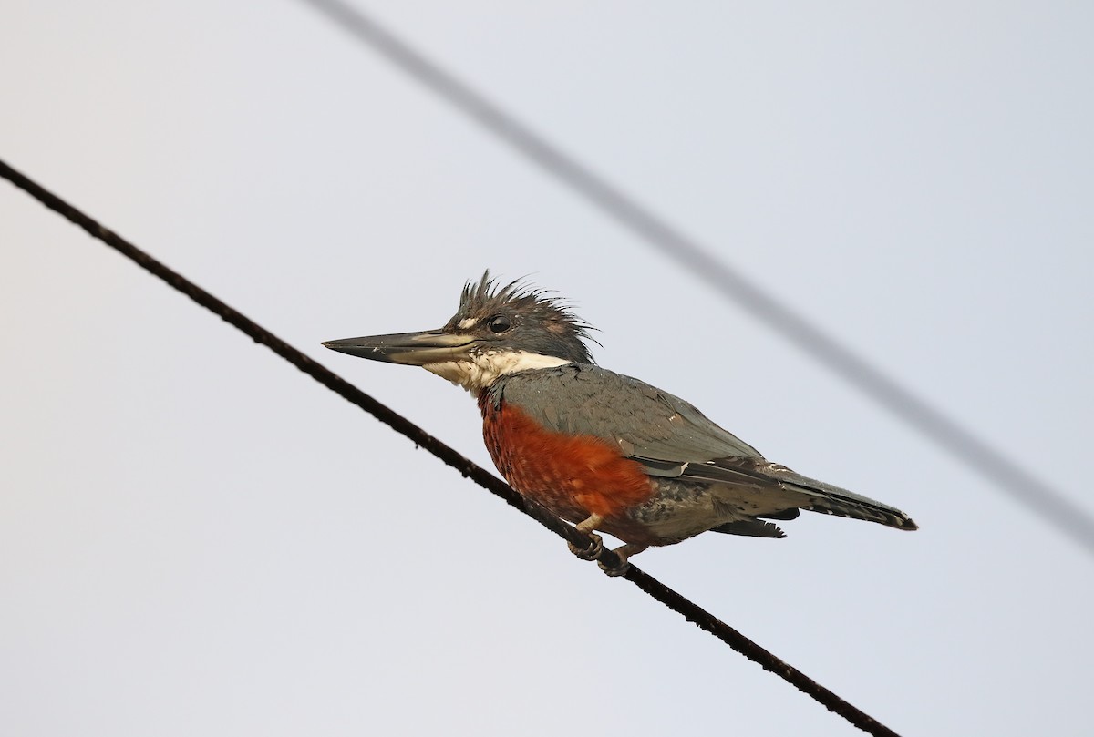 Ringed Kingfisher (Northern) - ML620460413