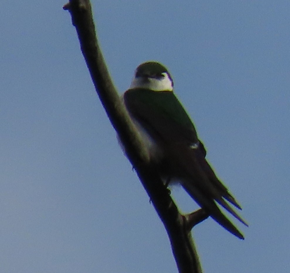Violet-green Swallow - ML620460420