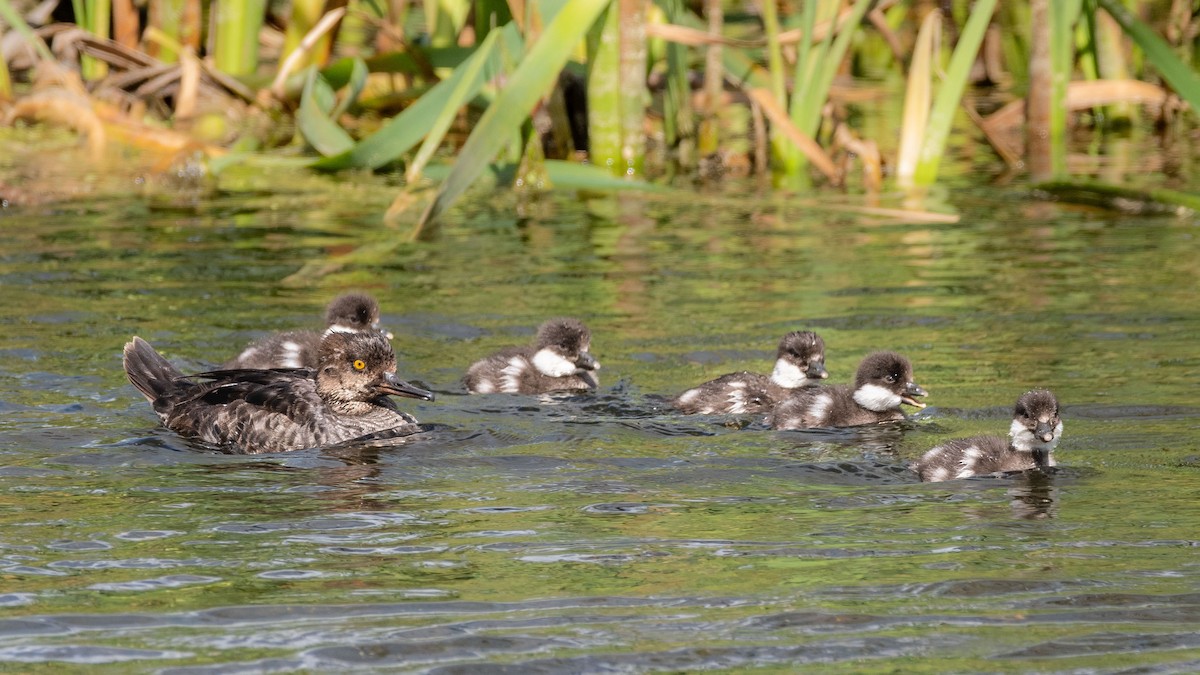 Hooded Merganser - ML620460427