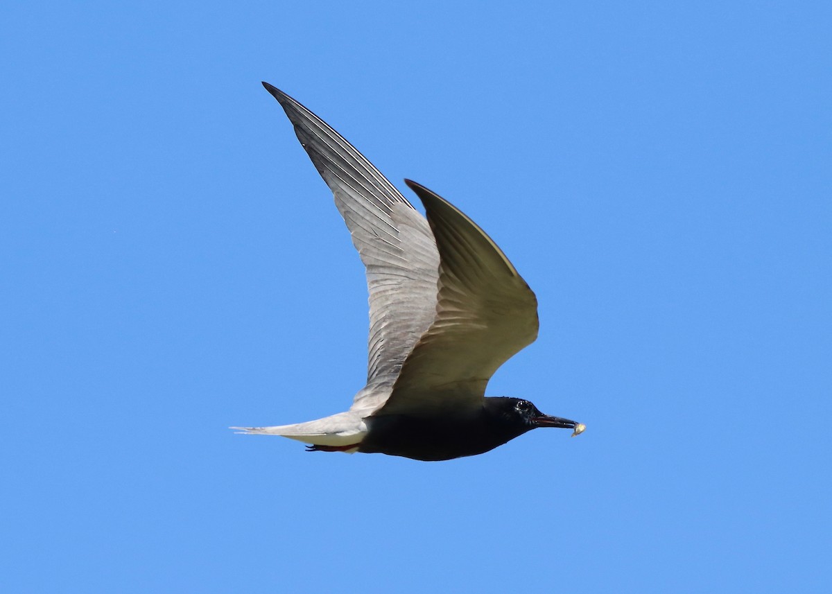 Black Tern - ML620460430