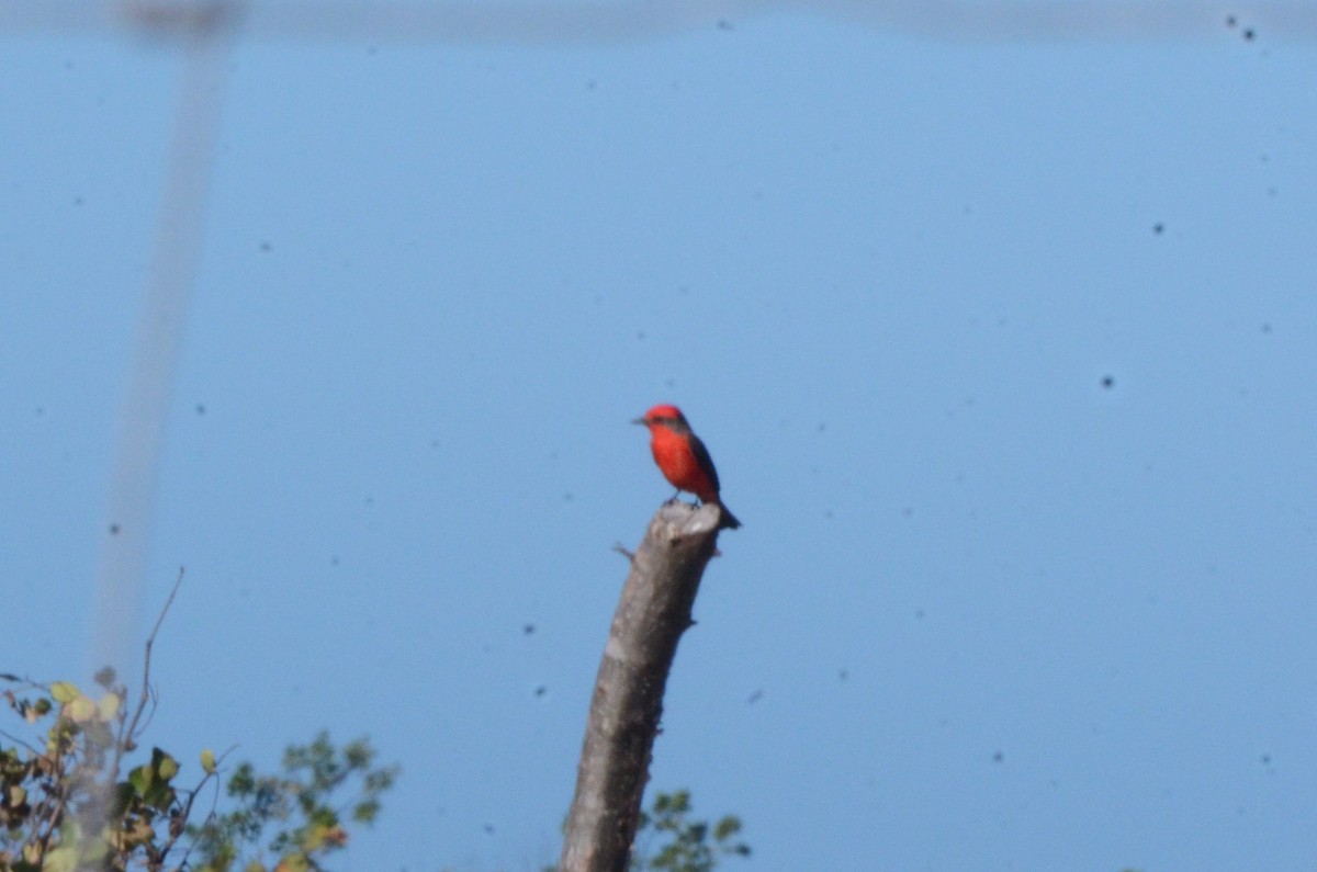 Vermilion Flycatcher - ML620460433