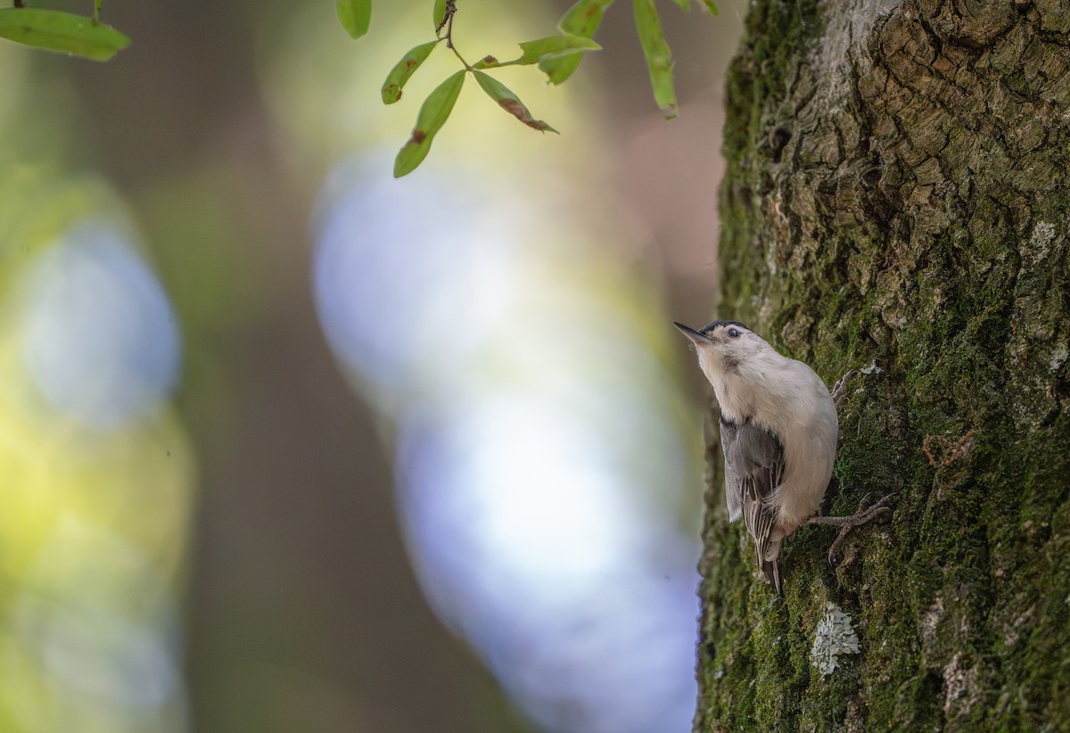 White-breasted Nuthatch - ML620460434